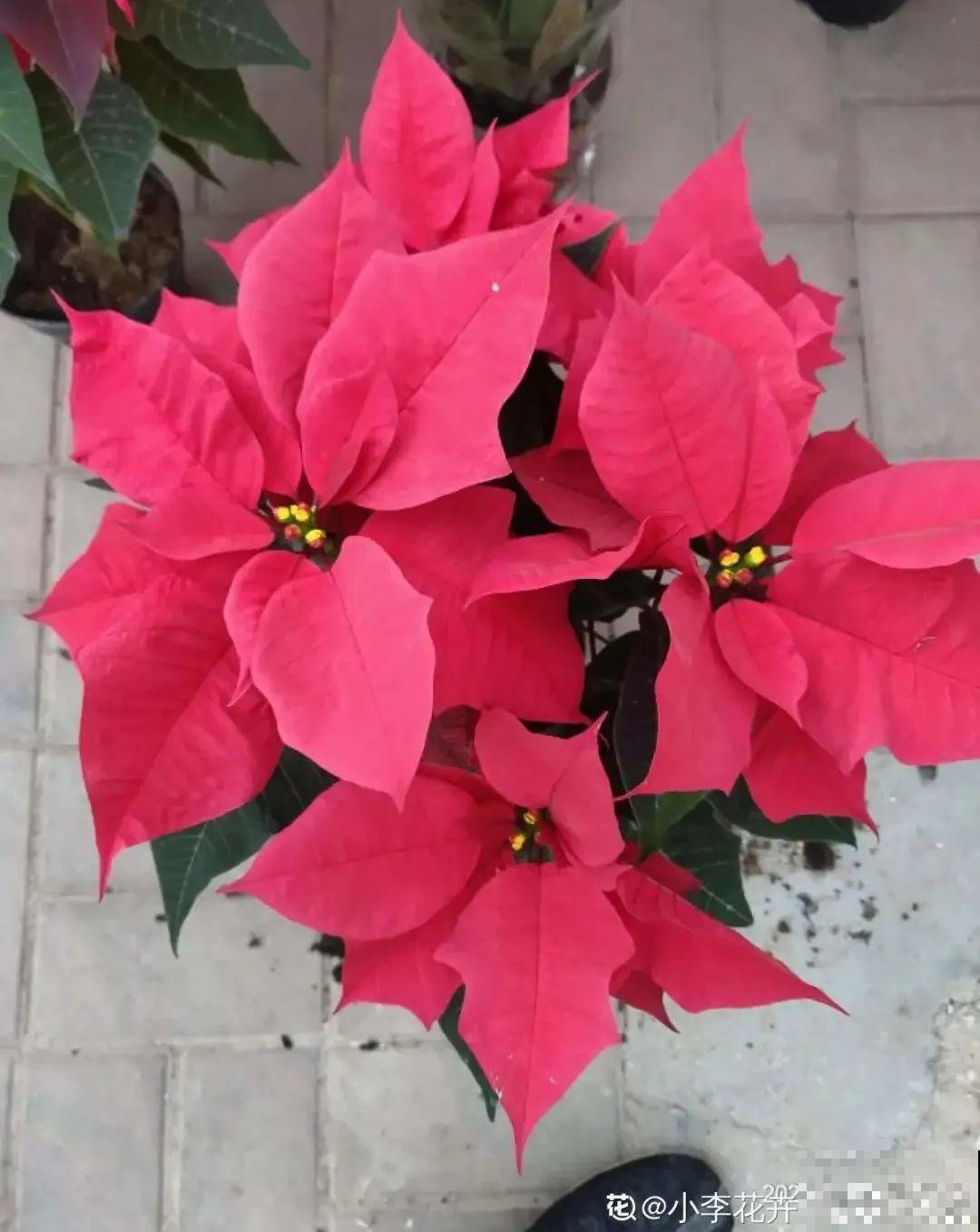 花68888元买棵桔子树，新年沾满“桔气”，来年“大吉大利”！