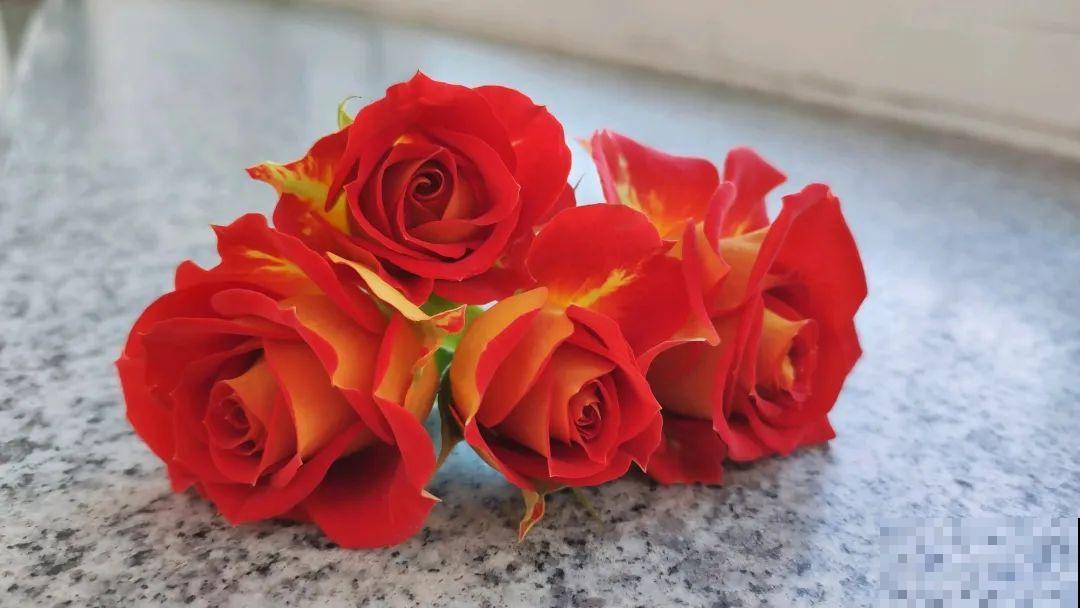 小阳台的开花机器,花期能达大半年,月月爆开不歇气,真香! 小阳台的开花机器,花期能达大半年,月月爆开不歇气,真香!