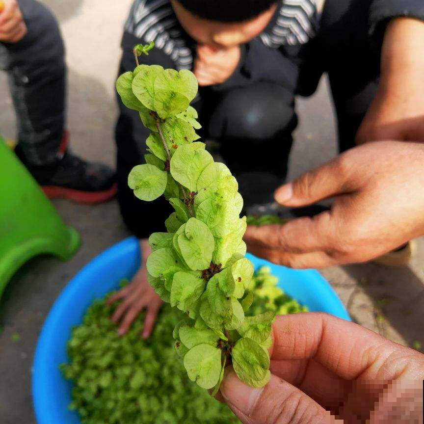 5种野草特养人,挖回家还能做成美味,在不挖就老了 5种野草特养人,挖回家还能做成美味,在不挖就老了