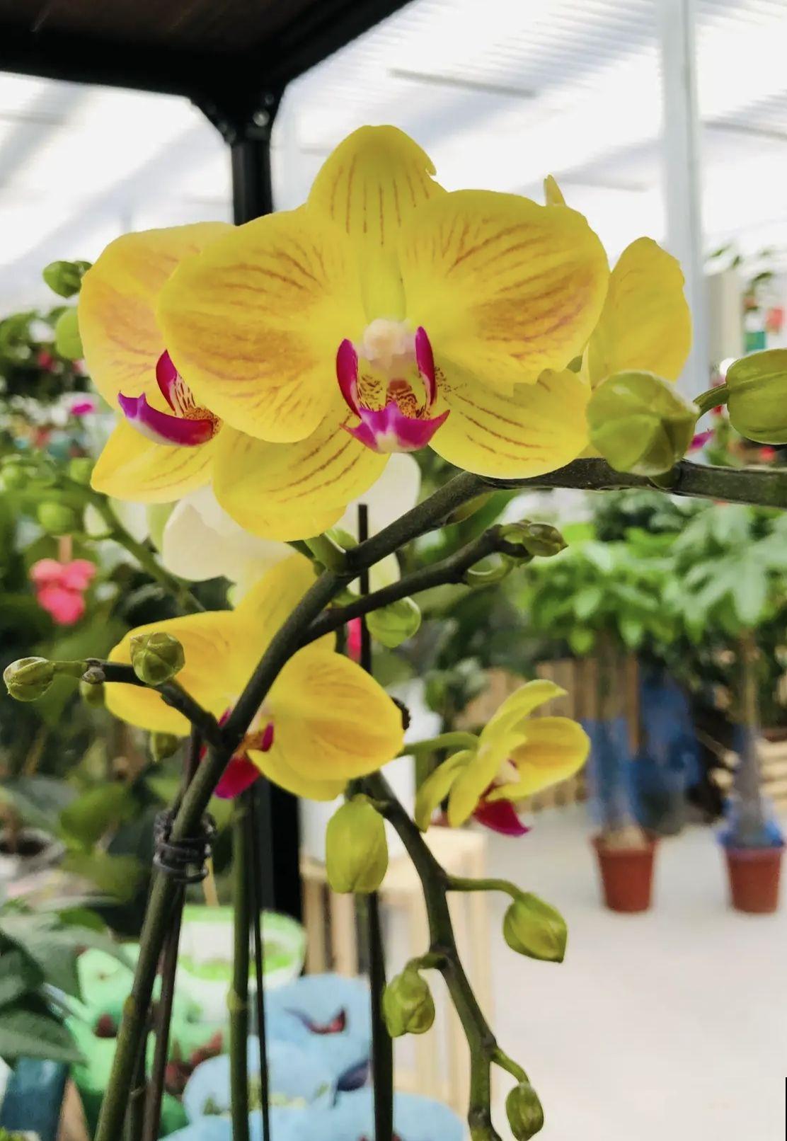 冬天养蝴蝶兰，要注意4“不能”，花朵能开3个月