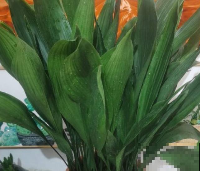 家里养殖一叶兰，注意这3点，长势才能旺