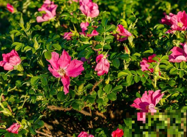 4个小妙招，鲜花做成永久干花，再也不凋零