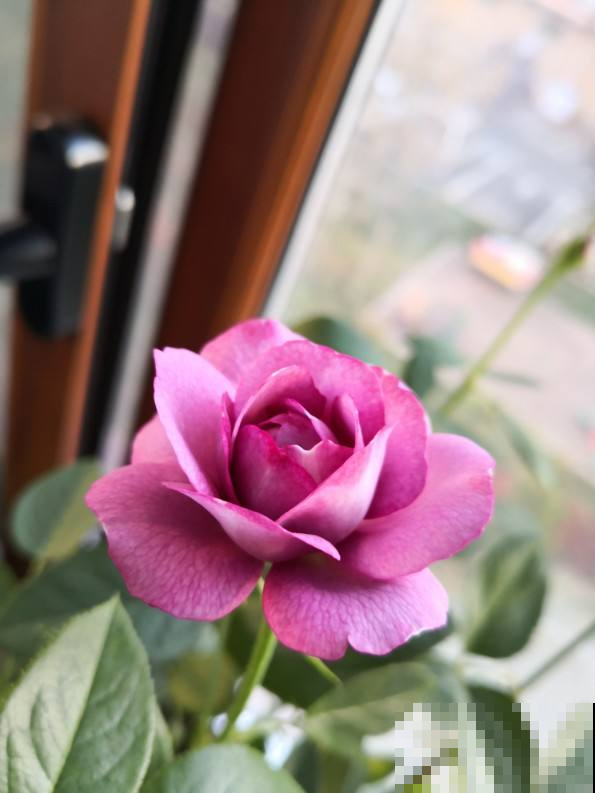 2种香水花,味道好闻不上头,客厅放一盆直接把家里氛围感拉满 2种香水花,味道好闻不上头,客厅放一盆直接把家里氛围感拉满