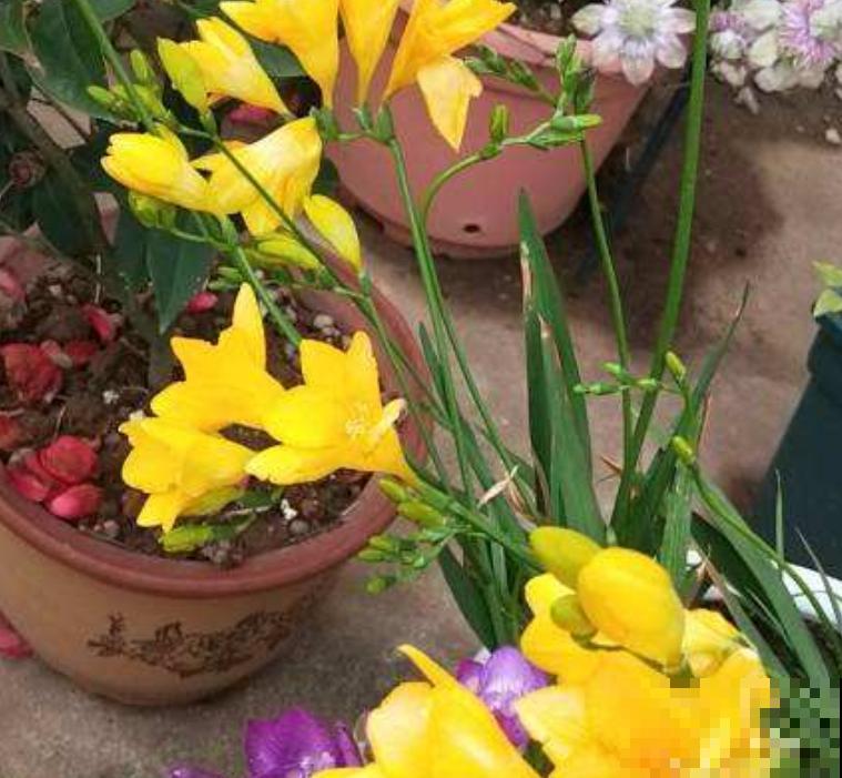 一个“蒜头”种土里，开出满盆香水花，满屋子都是香味