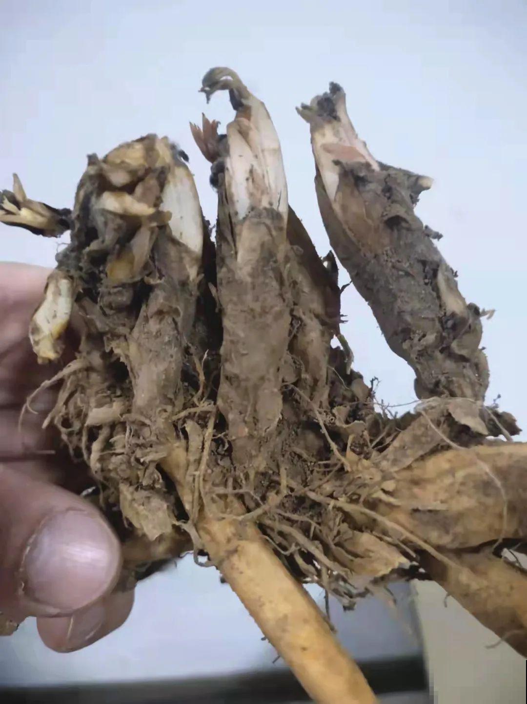 家里养盆荷包牡丹,荷包满满,富贵吉祥寓意好! 家里养盆荷包牡丹,荷包满满,富贵吉祥寓意好!