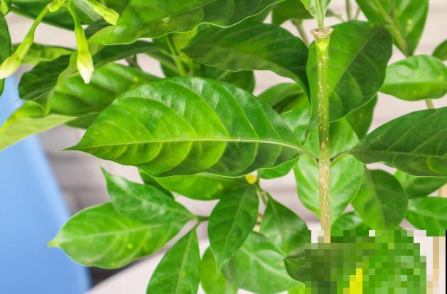 水晶茉莉在家修剪，要注意这4点，才不影响开花