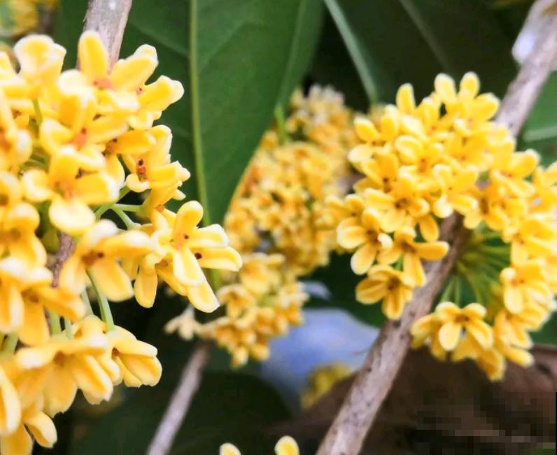 想要桂花一盆变多盆，枝条割一割，呼呼长根长得壮