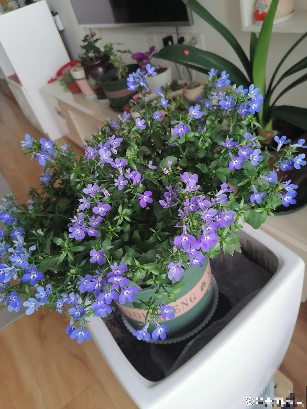 小阳台想养花,自有6种“爆盆花”可养 小阳台想养花,自有6种“爆盆花”可养