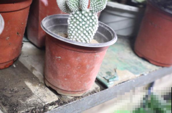 超耐旱的仙人掌，半个月浇一次水，照样开出“大荷花”