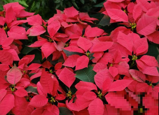 1种花红艳艳，确是有毒花，室内养护要当心