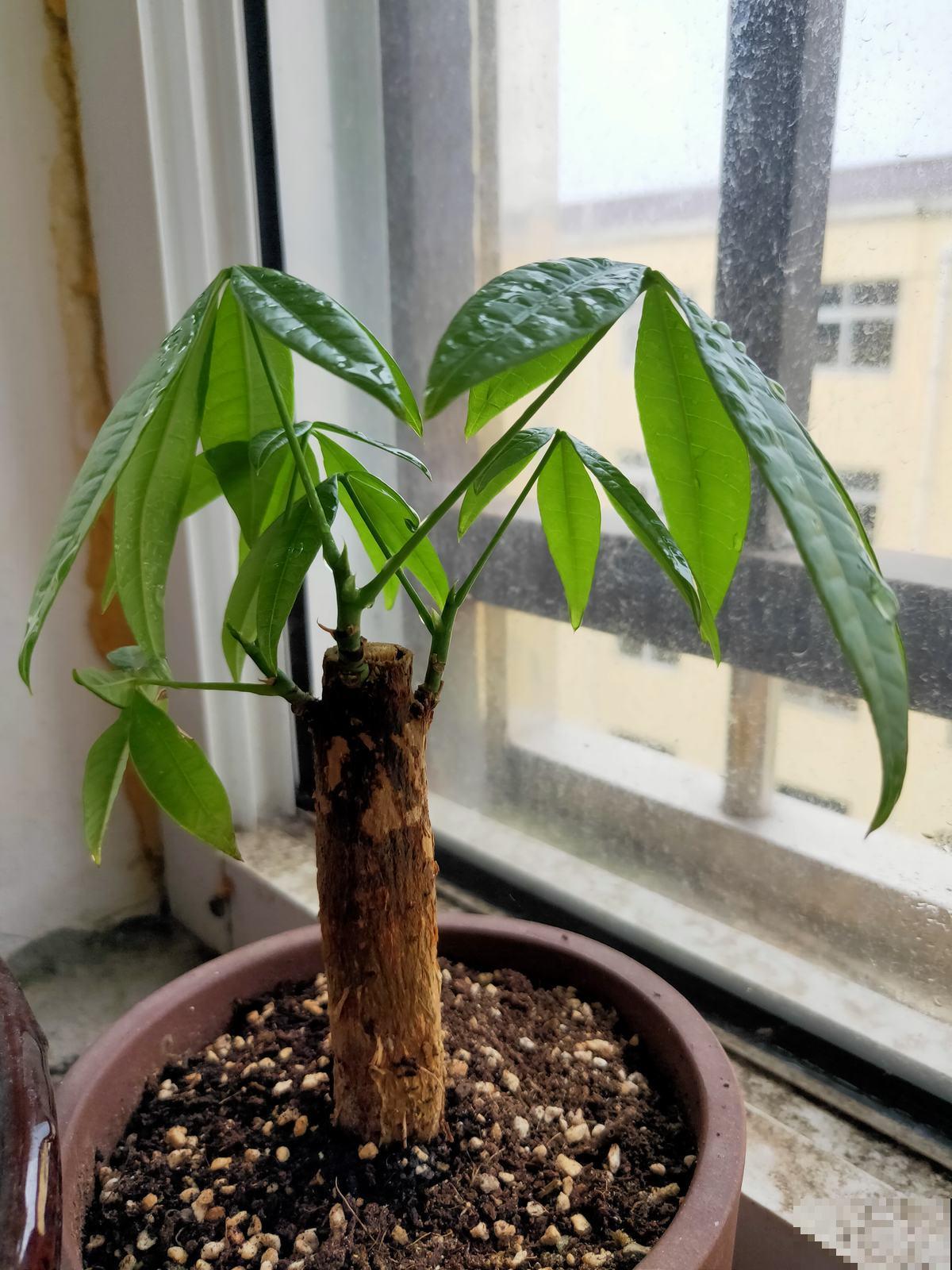 养4种花别“手贱”,粗放养护才能养得好,越勤快越养不活 养4种花别“手贱”,粗放养护才能养得好,越勤快越养不活