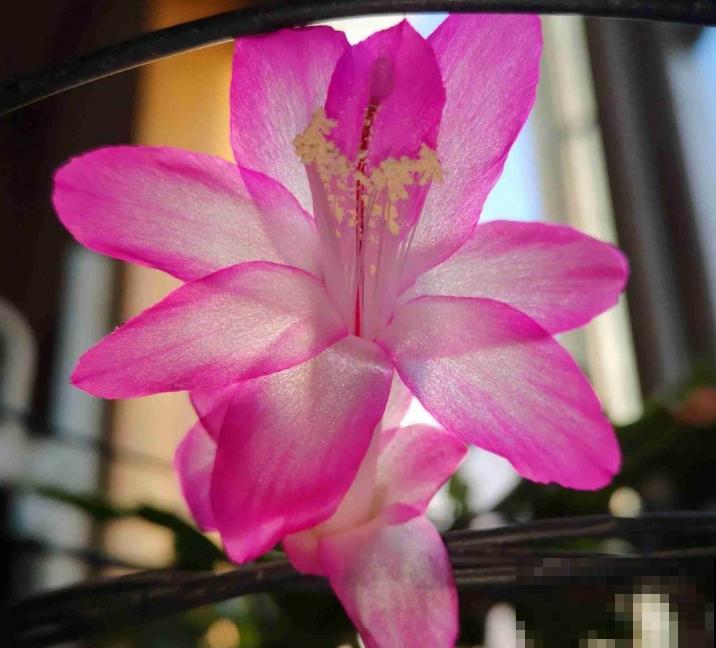 养花少不了的“大肥王”，学会施肥花长得壮，赶紧学学