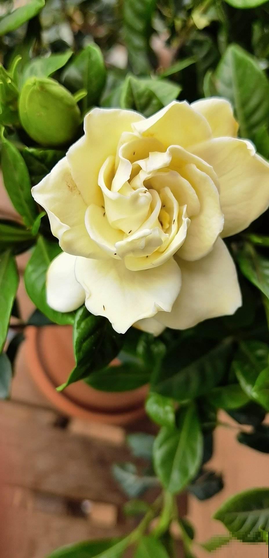 春天养花虫子多，民间3个笨办法，灭虫安全又放心