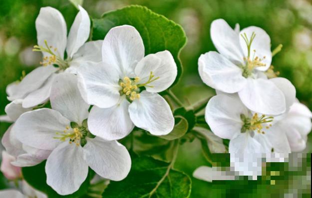 植物种子传播，主要有这5种方式，快来了解一下