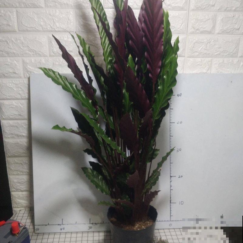 好看的圆叶植物有很多，这5种观叶效果高，适合家中养殖