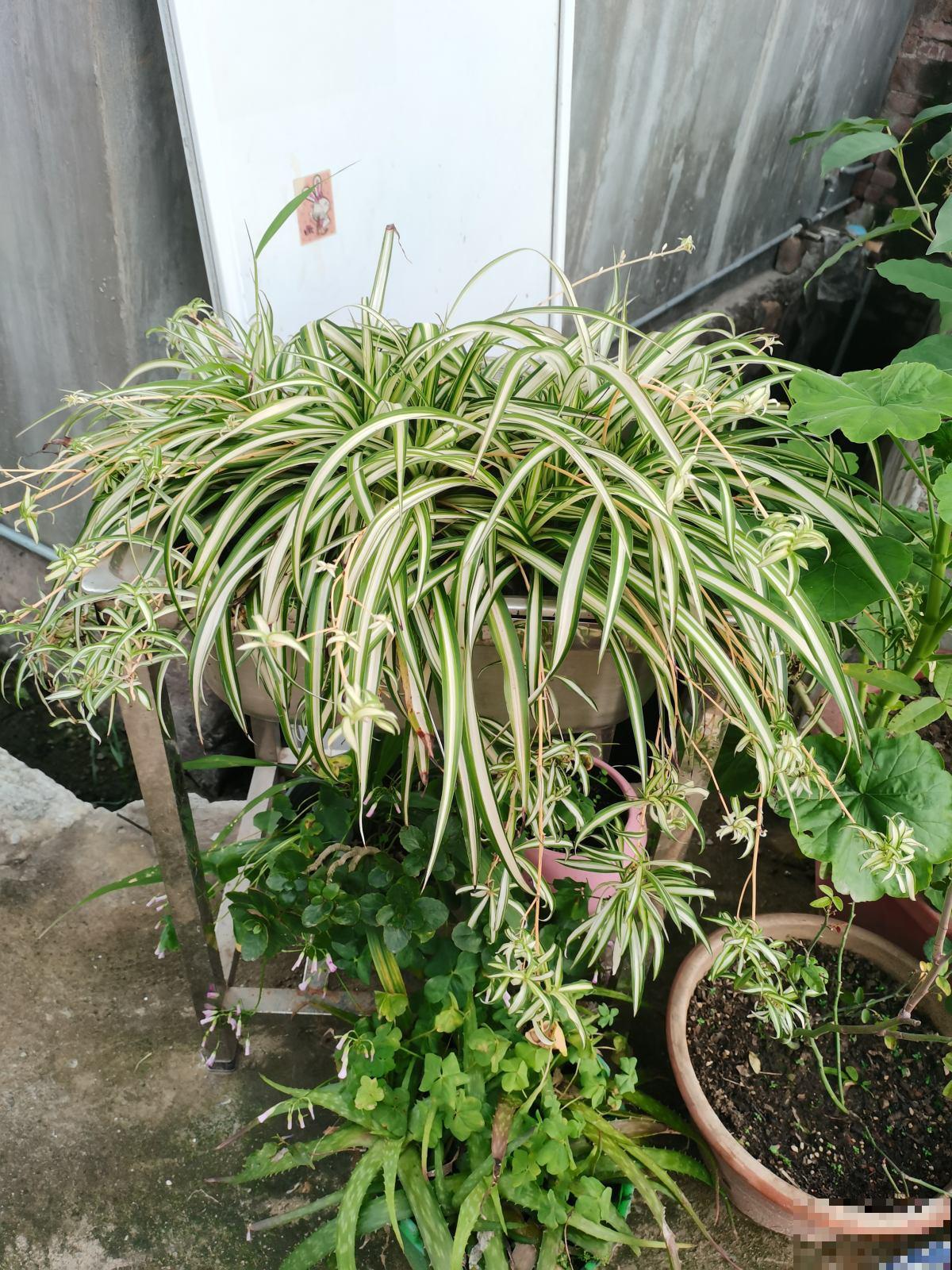 5种花正月剪一剪，下个月爆开花，好养的很