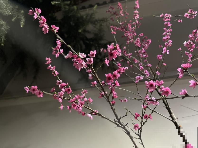 4种花春天不用买，剪个枝条插水里，3天冒新芽，一个月就开花