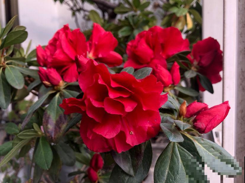 耐半阴的开花植物，家里光不好也能呼呼开花，满屋子都是香味