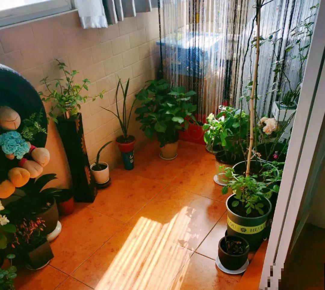 “香花卧室放，花旺人不旺”，老祖宗的良言，大有道理！