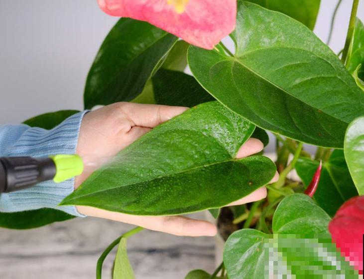 会变色的5种花,春天养家里,奇特有乐趣,阳台变花园 会变色的5种花,春天养家里,奇特有乐趣,阳台变花园