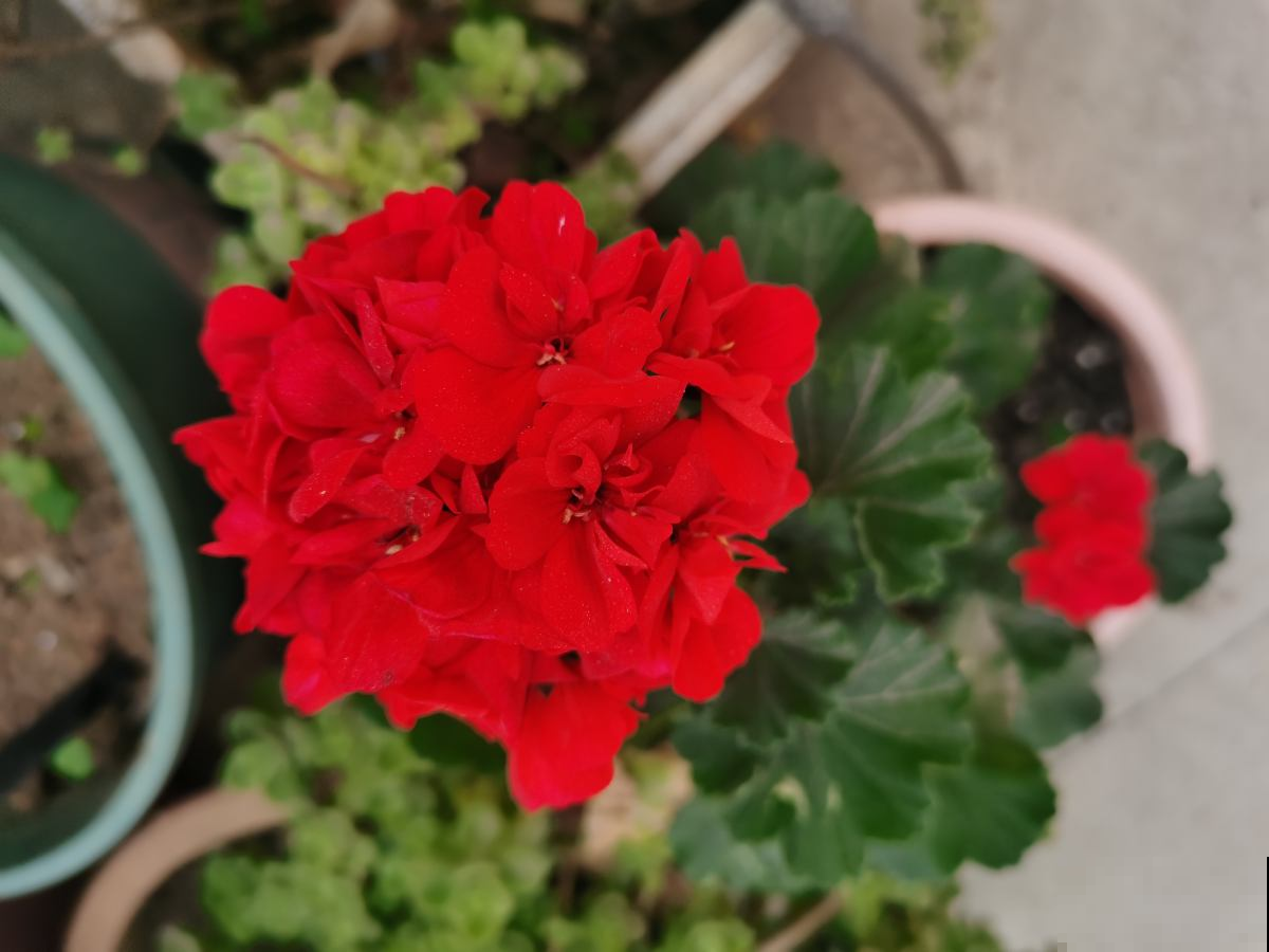 三角梅里的勤花品种，家里养一棵，能顶一个花园