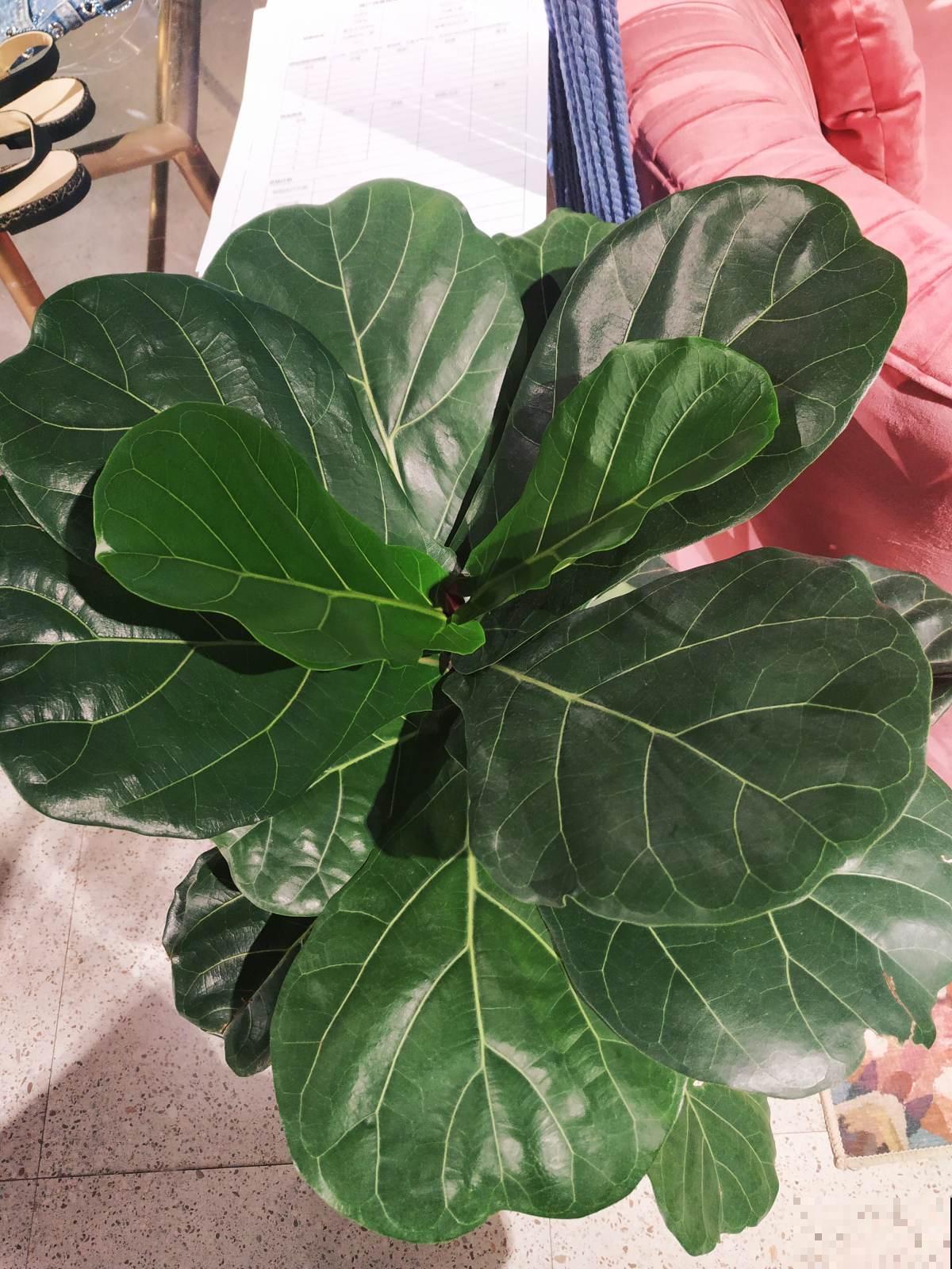 琴叶榕养着养着就“嗝屁”了，找对原因，分分钟成为绿植C位