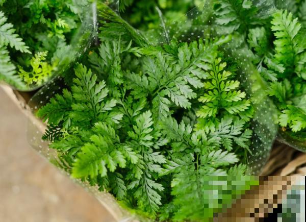 养殖植物，这5种生长调节剂的功效要了解，才能养好