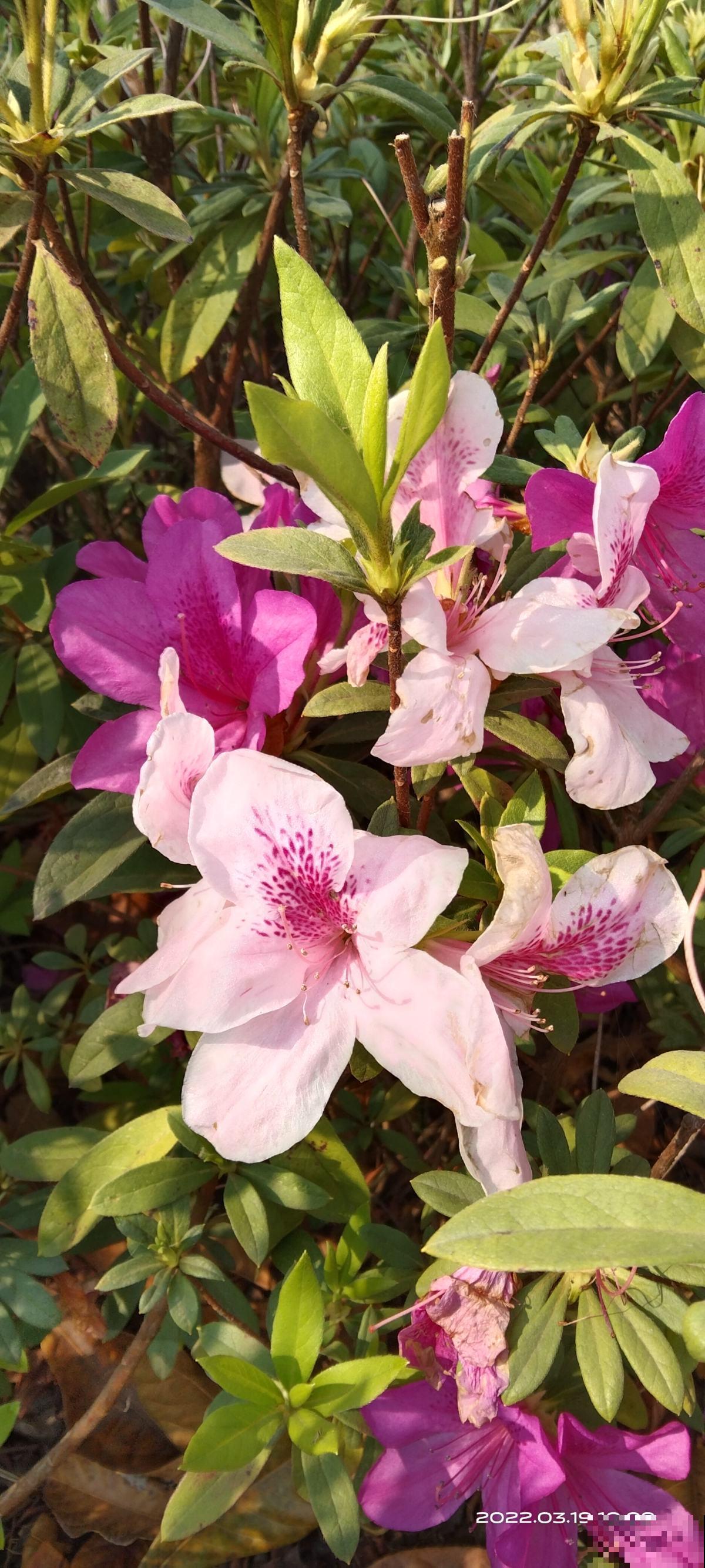 30种春天的路边花，都很常见，却很少知道叫什么