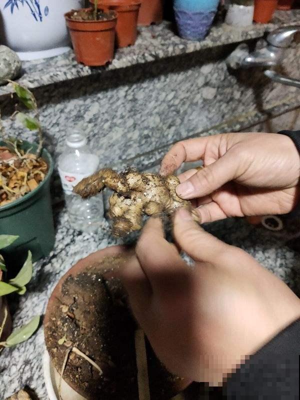生姜别再花钱买,教你阳台盆栽,种一棵结一盆 生姜别再花钱买,教你阳台盆栽,种一棵结一盆