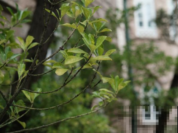 室内冬青扦插,做好这4步,生根率超高 室内冬青扦插,做好这4步,生根率超高