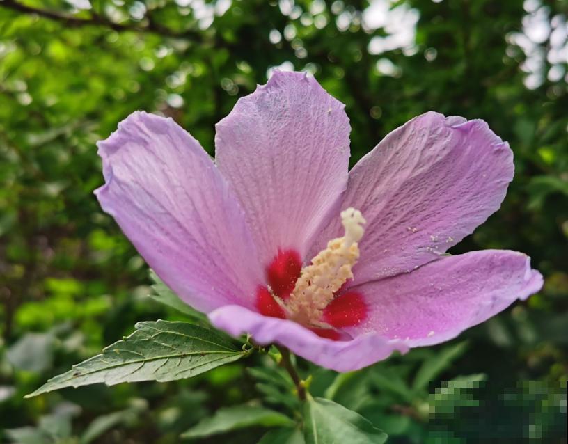 木槿出现黄叶不要着急,主要是这5个原因,注意好不再黄叶 木槿出现黄叶不要着急,主要是这5个原因,注意好不再黄叶