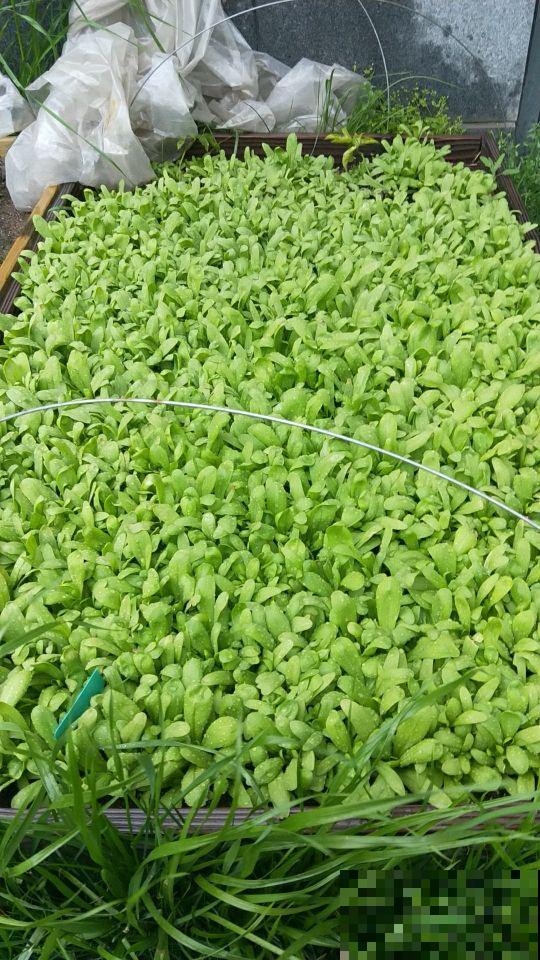 春天吃茼蒿,被称作“皇帝菜”,营养价值位列前茅 春天吃茼蒿,被称作“皇帝菜”,营养价值位列前茅