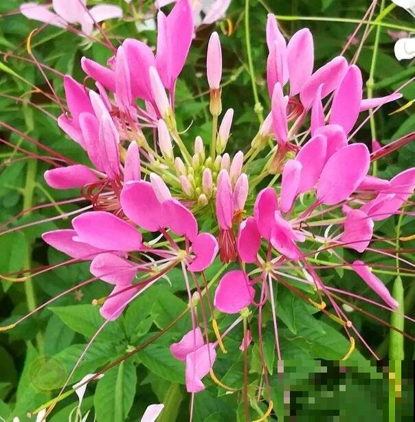 团团圆圆开满花,就看这3种,喜庆氛围拉满 团团圆圆开满花,就看这3种,喜庆氛围拉满