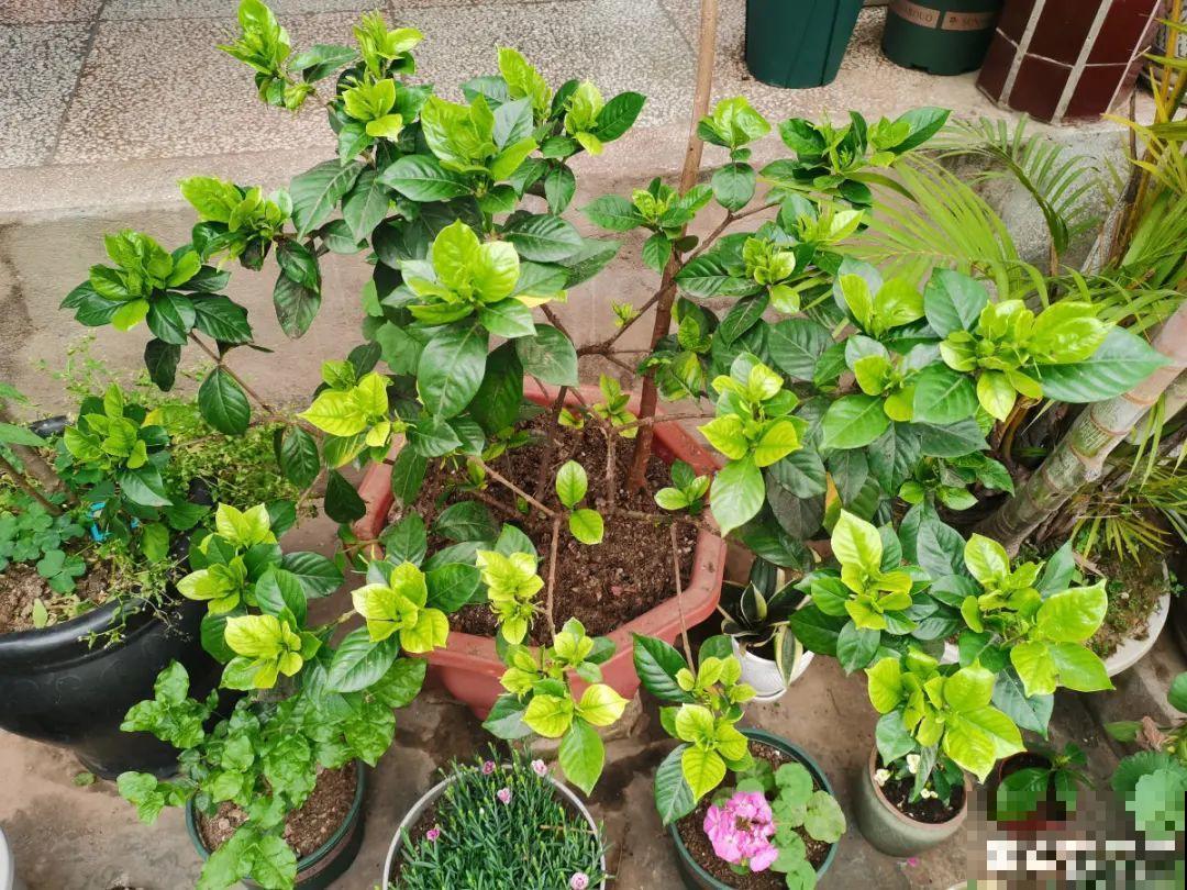 “外甥正月不剃头”，8种花正月不能剪，还要再忍1个月