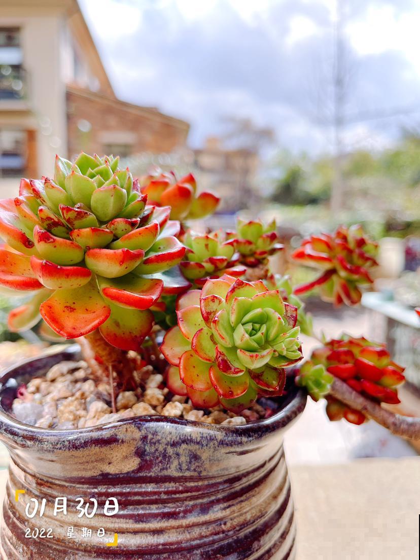 家里的多肉难养活，看看云南的多肉，不愧是“多肉天堂”