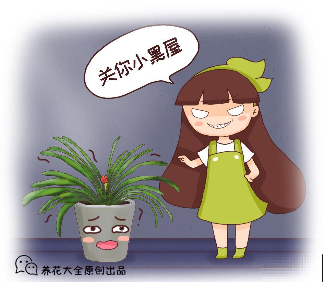 认清君子兰“2个信号”,花箭嗖嗖向外拔,开春就呼呼开花 认清君子兰“2个信号”,花箭嗖嗖向外拔,开春就呼呼开花