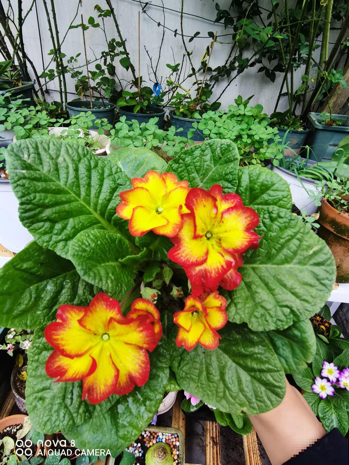 春天爆花的7种花,个个都有福气,加点酸水更爆盆 春天爆花的7种花,个个都有福气,加点酸水更爆盆