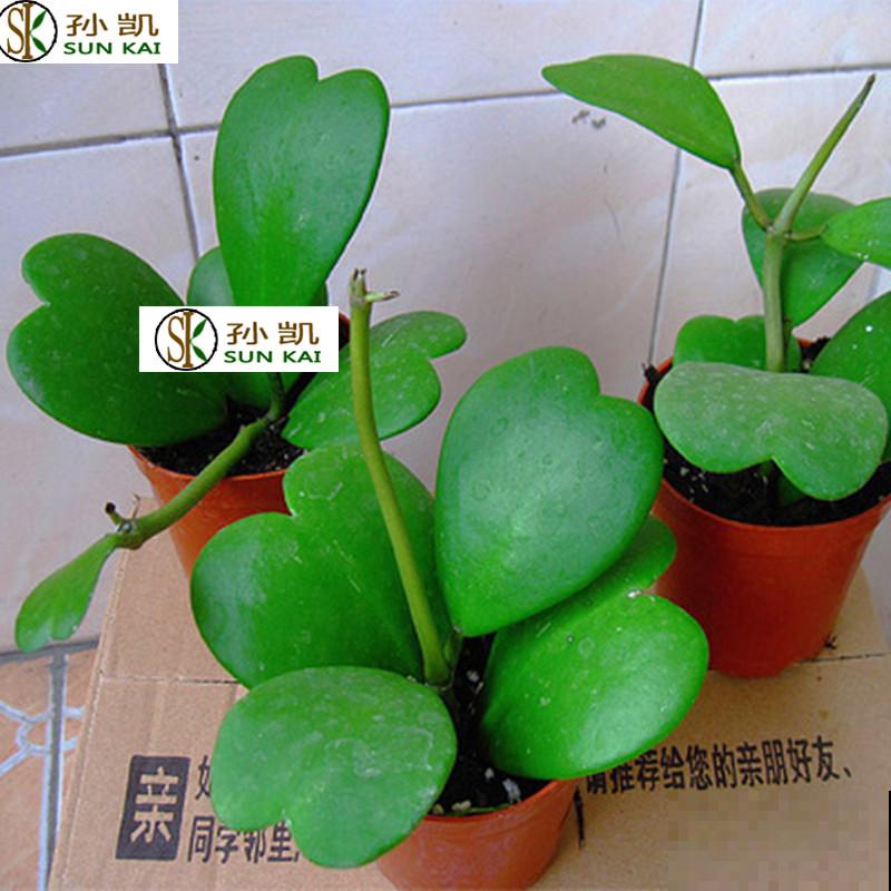 倒心形叶子的植物有很多，常见的这5种，好看又好养