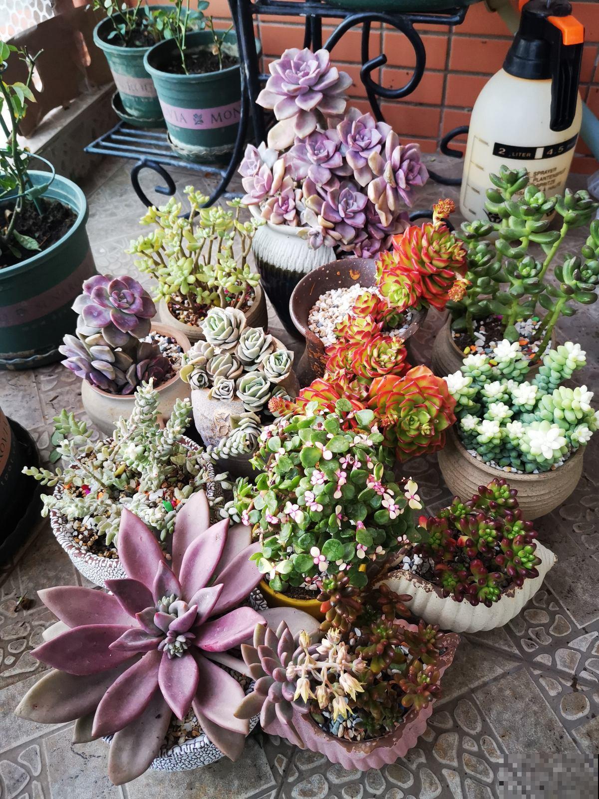 家里的多肉难养活，看看云南的多肉，不愧是“多肉天堂”