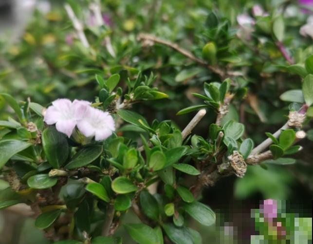 这5种树开花雪白，好看易观赏，你认识几种