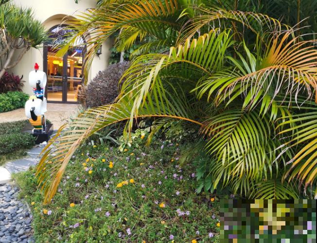 散尾葵四季浇水不一样，知道正确的浇水方法，养殖才能更好