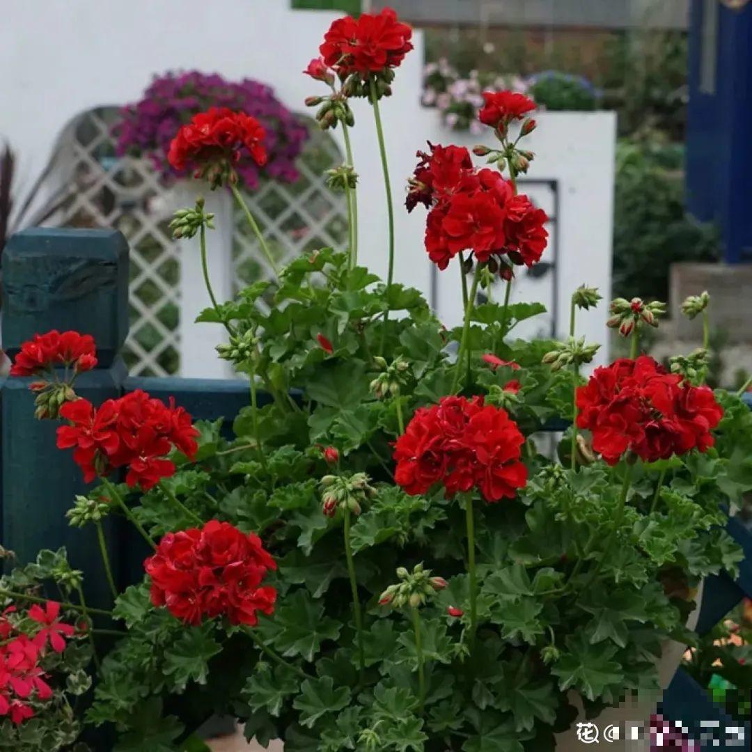君子兰喝点油,爆花效果好,年年开出大花球 君子兰喝点油,爆花效果好,年年开出大花球
