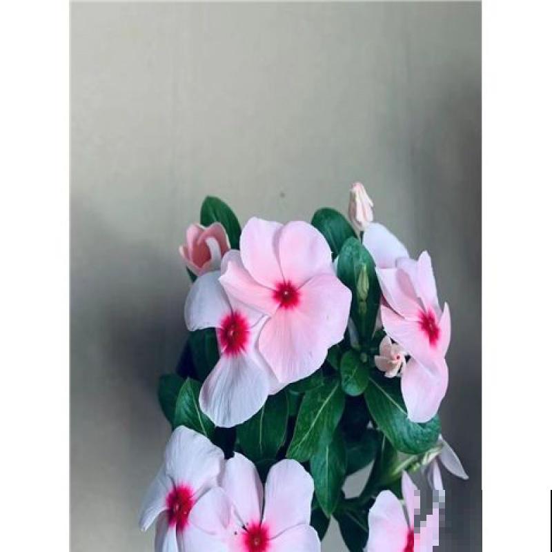 花期长的花有很多，这5种很常见，室内阳台就能养