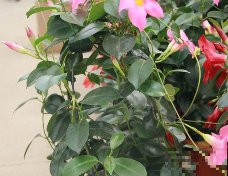 飘香藤叶子干得像草,关键是这4要点没注意,再不管就干死 飘香藤叶子干得像草,关键是这4要点没注意,再不管就干死