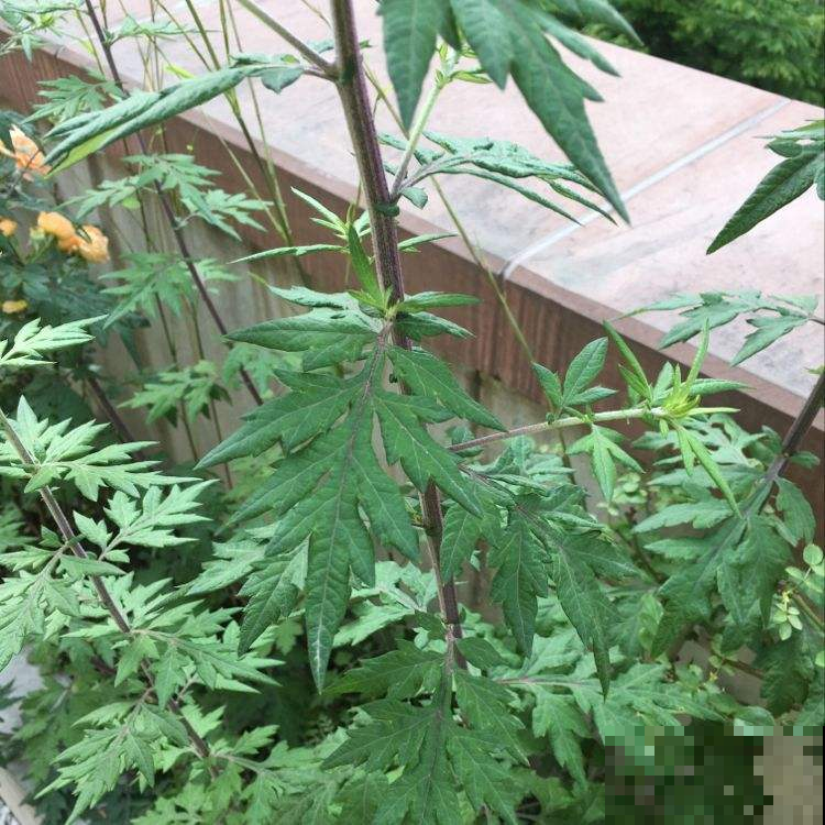 春天路边开满花，30种花能认识一半，就是植物大神