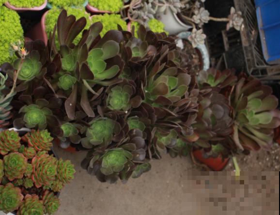 家里养的“镇宅多肉”，杆子粗壮叶子肥，黑黝黝特壮实