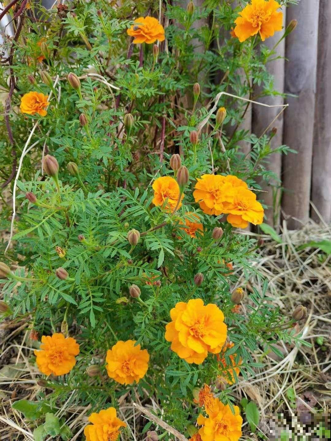 15种养人植物，养在家里身心舒畅，你养过几种