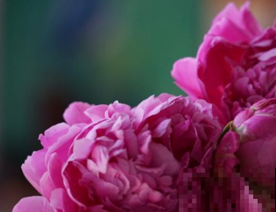 芍药的栽培简单，记住这4点，轻松在家种出