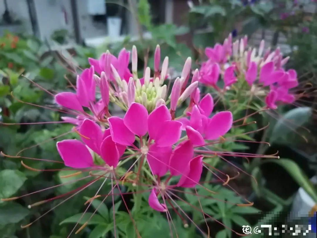 50种花春天播种,长满小院子,能开一整年 50种花春天播种,长满小院子,能开一整年