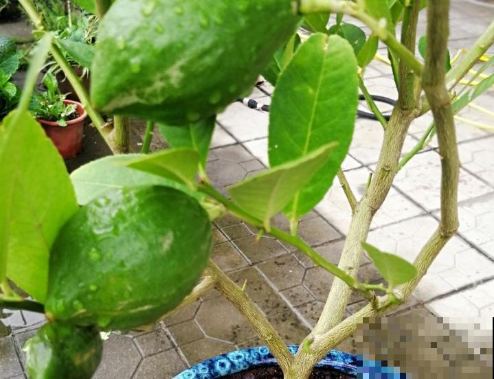 家里养殖柠檬树,记住这4个修剪时间,才能不影响结果 家里养殖柠檬树,记住这4个修剪时间,才能不影响结果